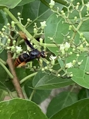 Delta pyriforme circinale