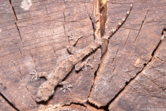 Hemidactylus mercatorius