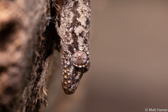 Hemidactylus mercatorius