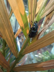 Platycerus caprea