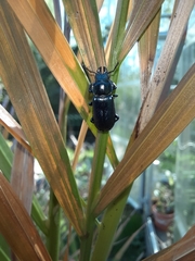 Platycerus caprea