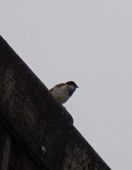 Passer domesticus