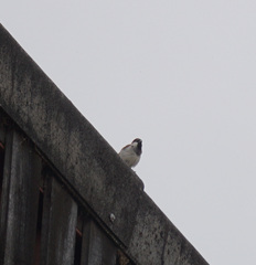 Passer domesticus