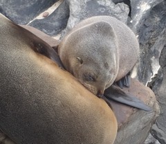 Arctocephalus forsteri