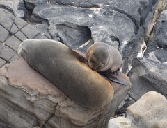 Arctocephalus forsteri