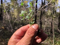 Dodonaea triangularis