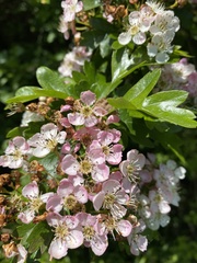 Crataegus monogyna