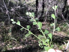 Dodonaea triangularis