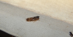 Scaphoideus omani