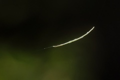 Ariamnes cylindrogaster