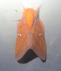 Syssphinx quadrilineata