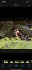 Rallina fasciata