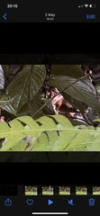 Rallina fasciata