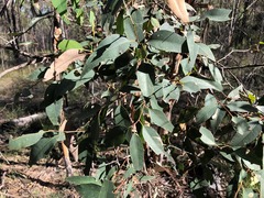 Eucalyptus major