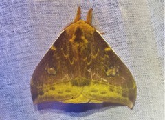 Automeris lauta