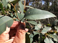Eucalyptus major