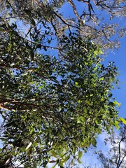 Eucalyptus major