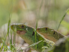 Timon lepidus ibericus