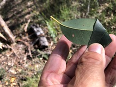Eucalyptus major
