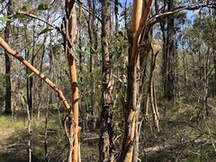 Eucalyptus major
