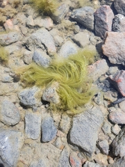 Cladophora glomerata