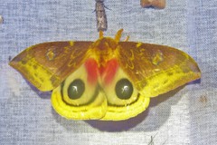 Automeris lauta