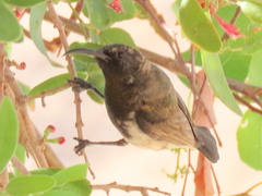 Cinnyris fuscus fuscus