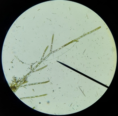 Cladophora glomerata