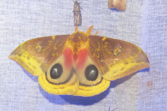 Automeris lauta