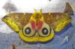 Automeris lauta