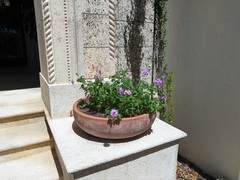 Glandularia maritima