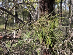 Allocasuarina inophloia