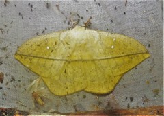 Lonomia electra