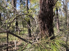 Allocasuarina inophloia