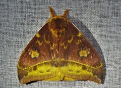 Automeris lauta
