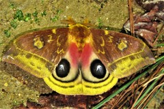 Automeris lauta