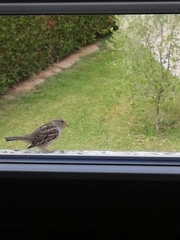 Passer domesticus