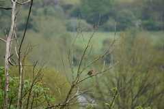 Erithacus rubecula
