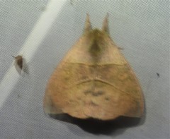 Hylesia lineata