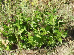 Vincetoxicum funebre