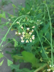 Capsella bursa-pastoris
