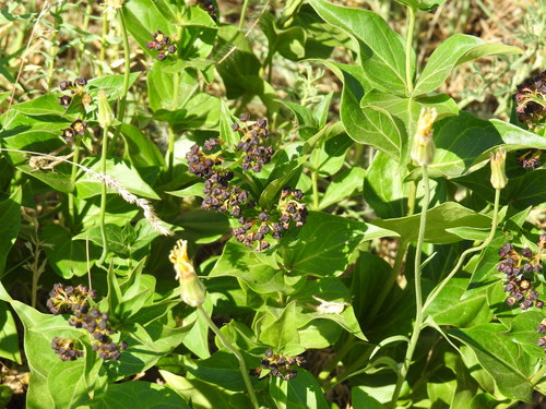 Vincetoxicum funebre, photograph 1