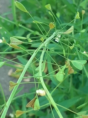 Capsella bursa-pastoris