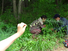 Asparagus oligoclonos