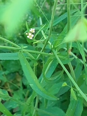 Capsella bursa-pastoris