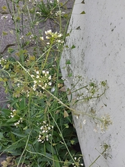 Capsella bursa-pastoris