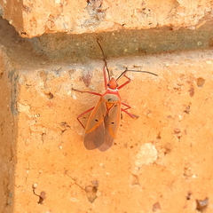 Dysdercus evanescens