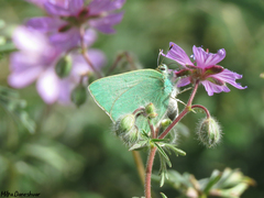 Callophrys danchenkoi