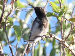 Cinnyris fuscus fuscus