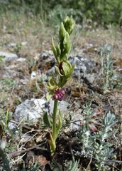 Ophrys sphegodes epirotica